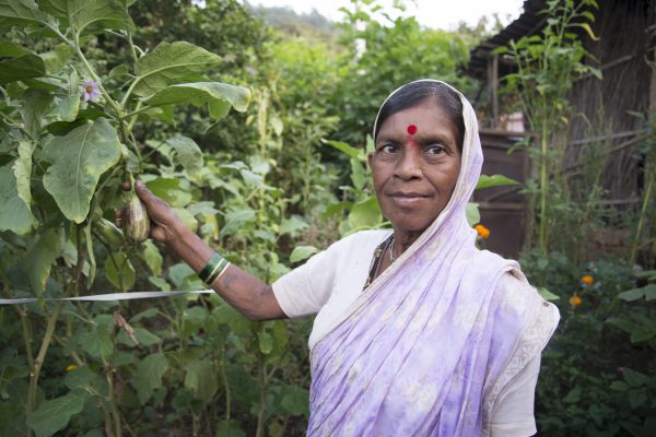 Kitchen Gardens supported for individual households